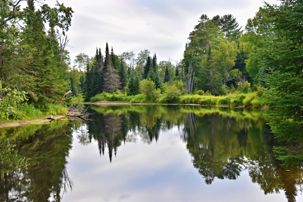 uno specchio d'acqua circondato da alberi ed erba