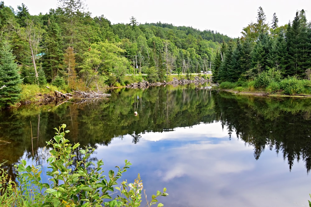 Un lago circondato da una foresta piena di molti alberi