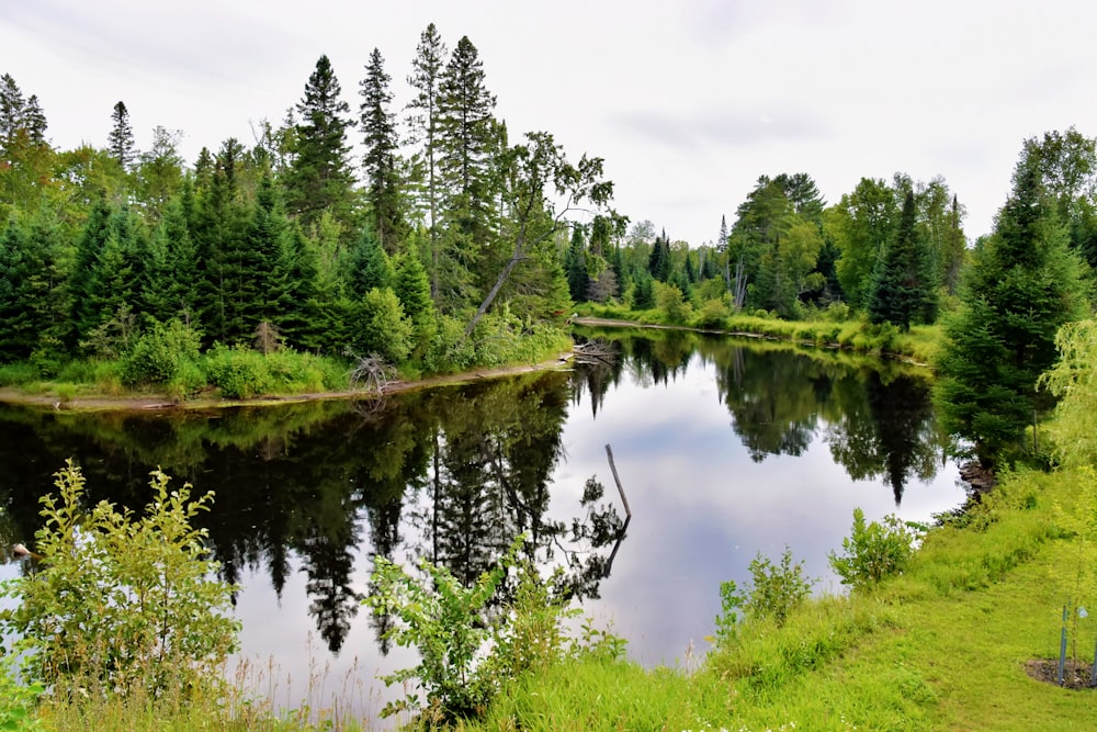 a river surrounded by a forest filled with lots of trees