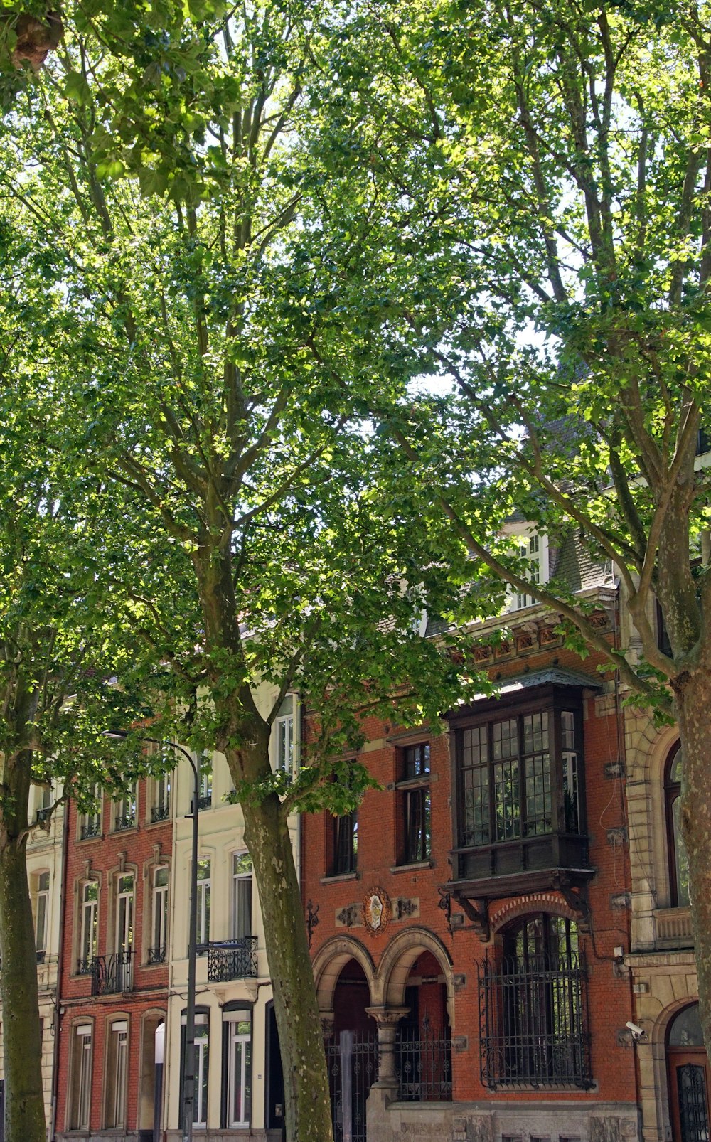 a row of trees in front of a building