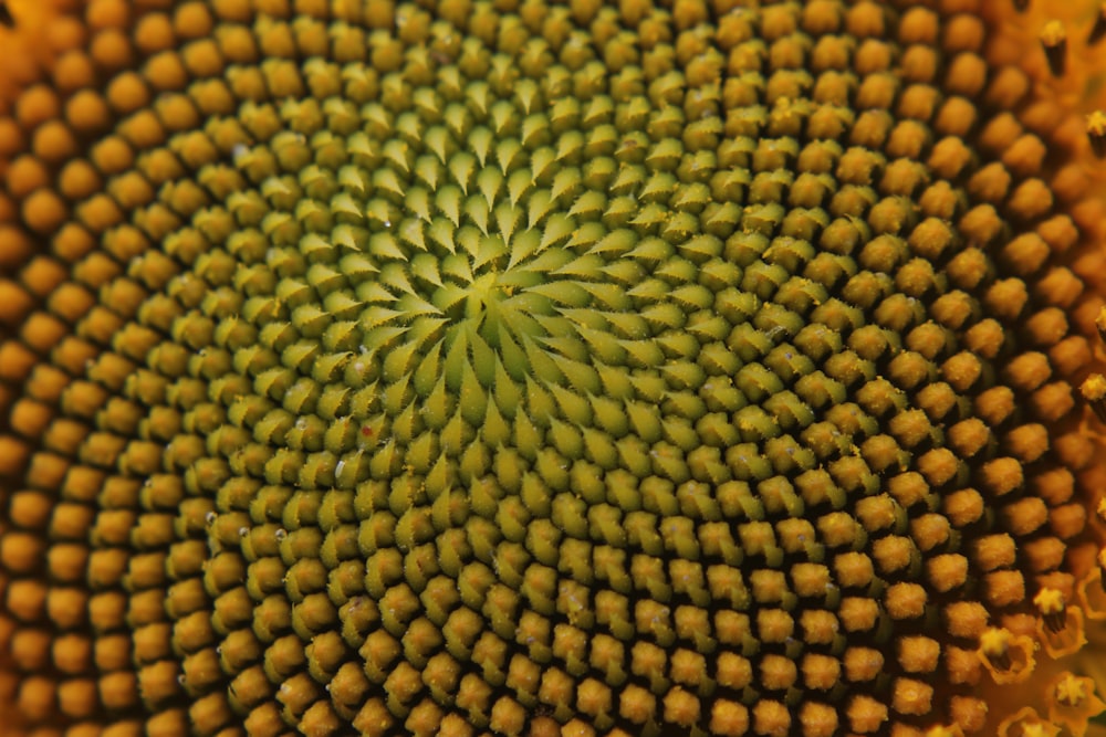 a close up view of the center of a sunflower