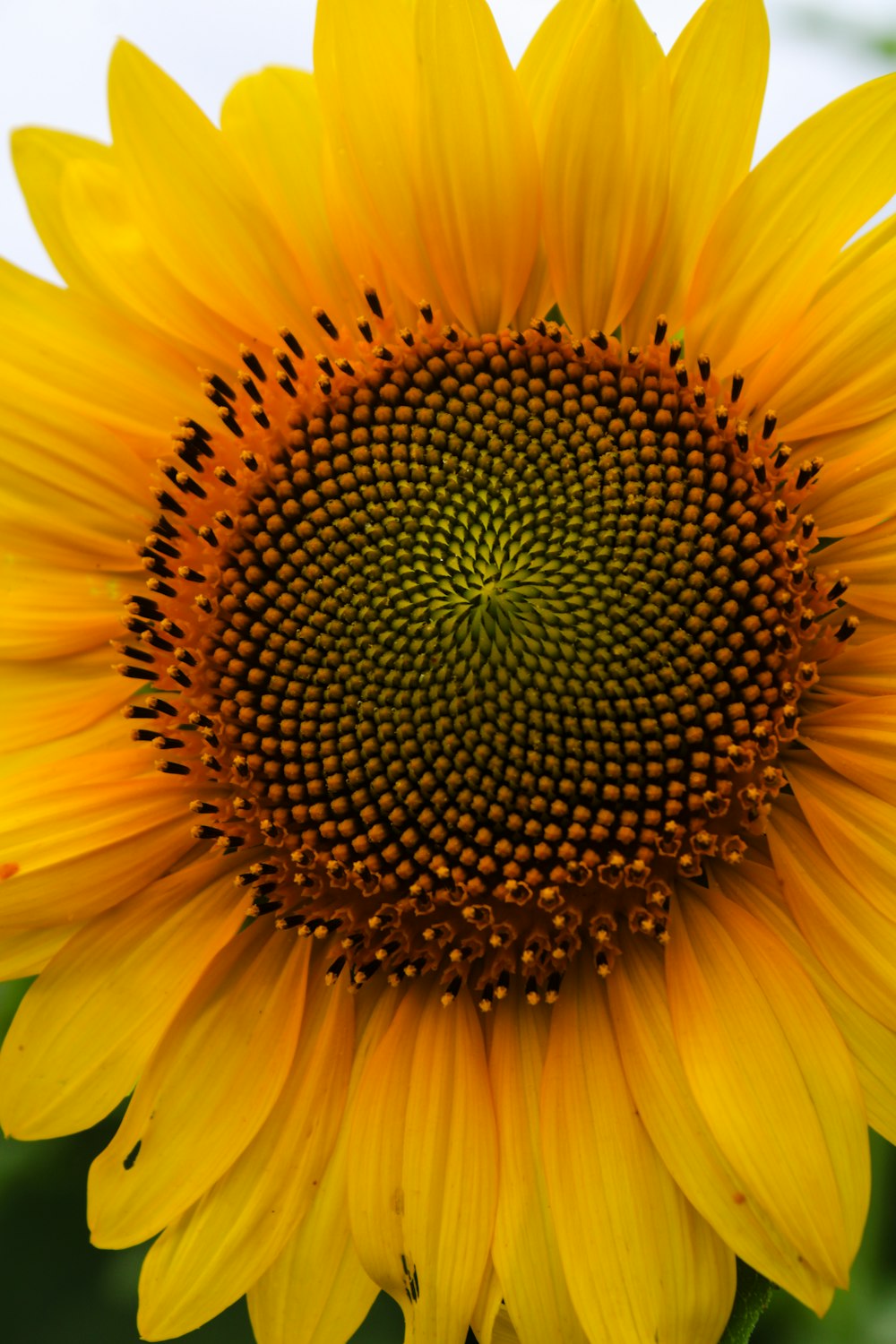 a large yellow sunflower with a green center