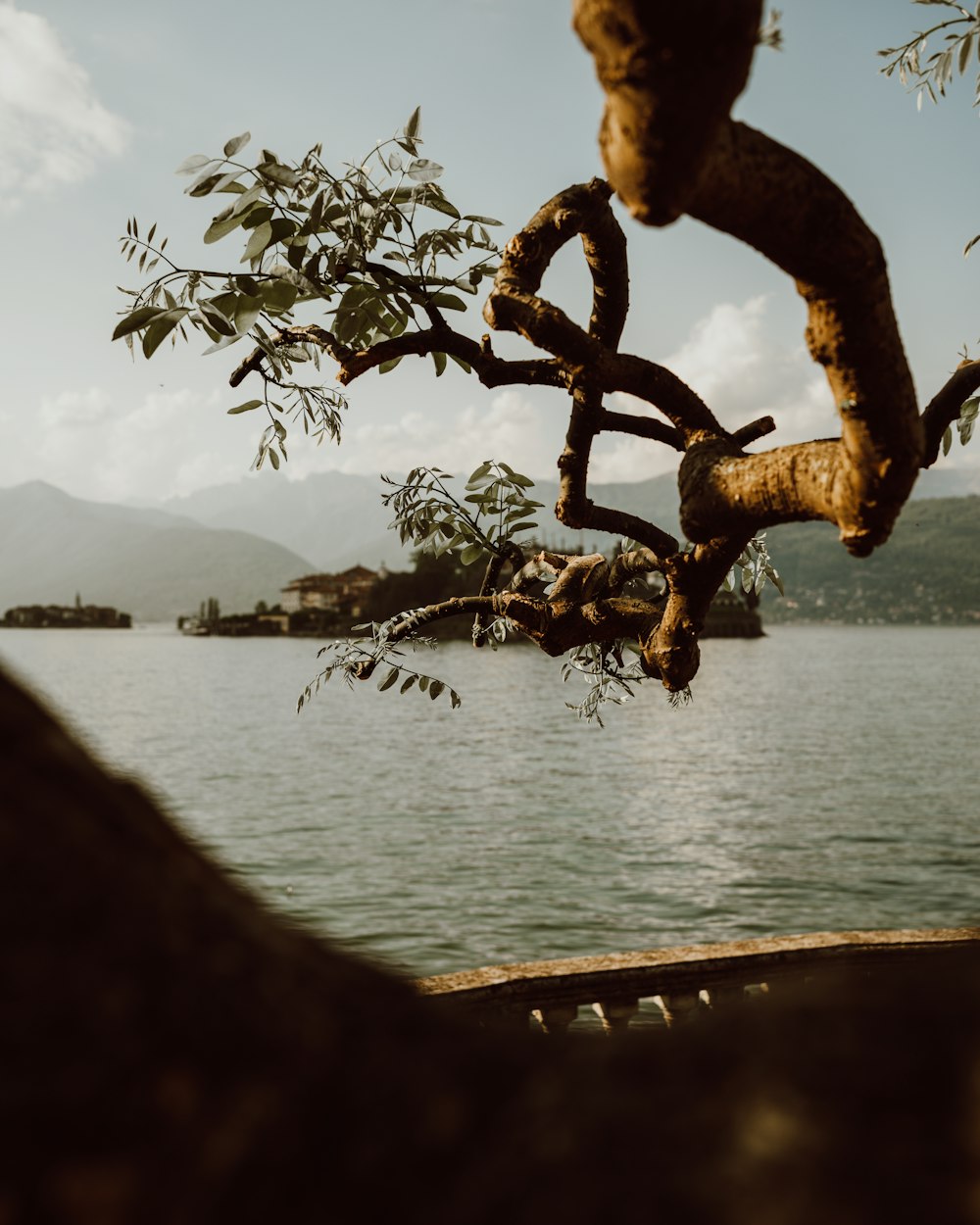 a tree branch hanging over a body of water