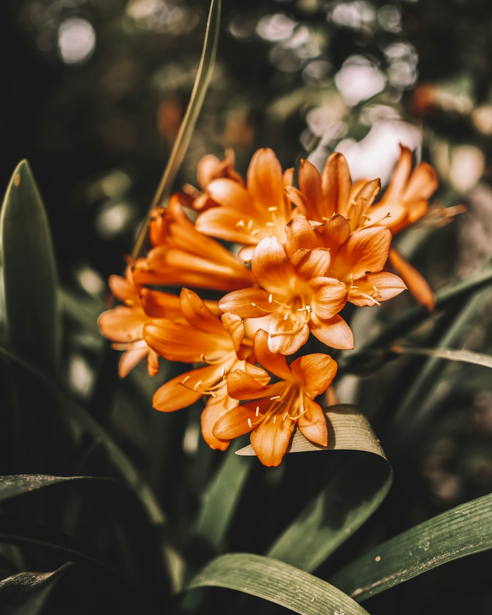 a close up of a bunch of orange flowers