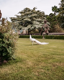 a white peacock standing on top of a lush green field