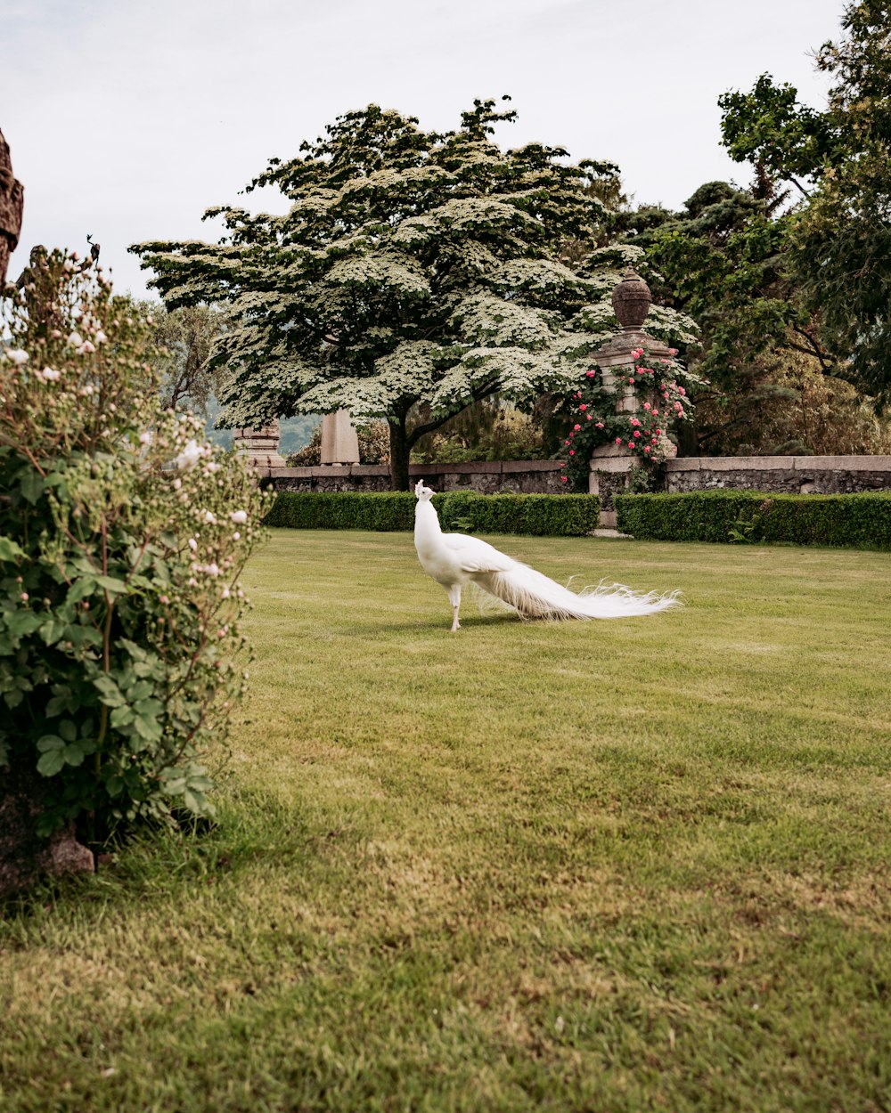 a white peacock standing on top of a lush green field