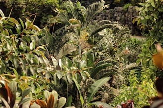 A lush and dense tropical garden features a variety of green foliage with different shapes and sizes. Large broad leaves are prominent, accompanied by slender, elongated ones. In the background, a stone wall can be seen partially, suggesting a cultivated landscape.