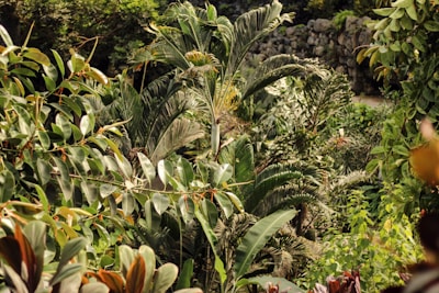 A lush and dense tropical garden features a variety of green foliage with different shapes and sizes. Large broad leaves are prominent, accompanied by slender, elongated ones. In the background, a stone wall can be seen partially, suggesting a cultivated landscape.