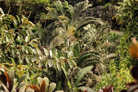 A lush and dense tropical garden features a variety of green foliage with different shapes and sizes. Large broad leaves are prominent, accompanied by slender, elongated ones. In the background, a stone wall can be seen partially, suggesting a cultivated landscape.