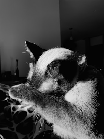 A Siamese cat appears to be grooming itself with its paw raised to its face. The setting is indoors, with a soft, diffused light casting gentle shadows. The background includes a blurred interior space with indistinct objects.