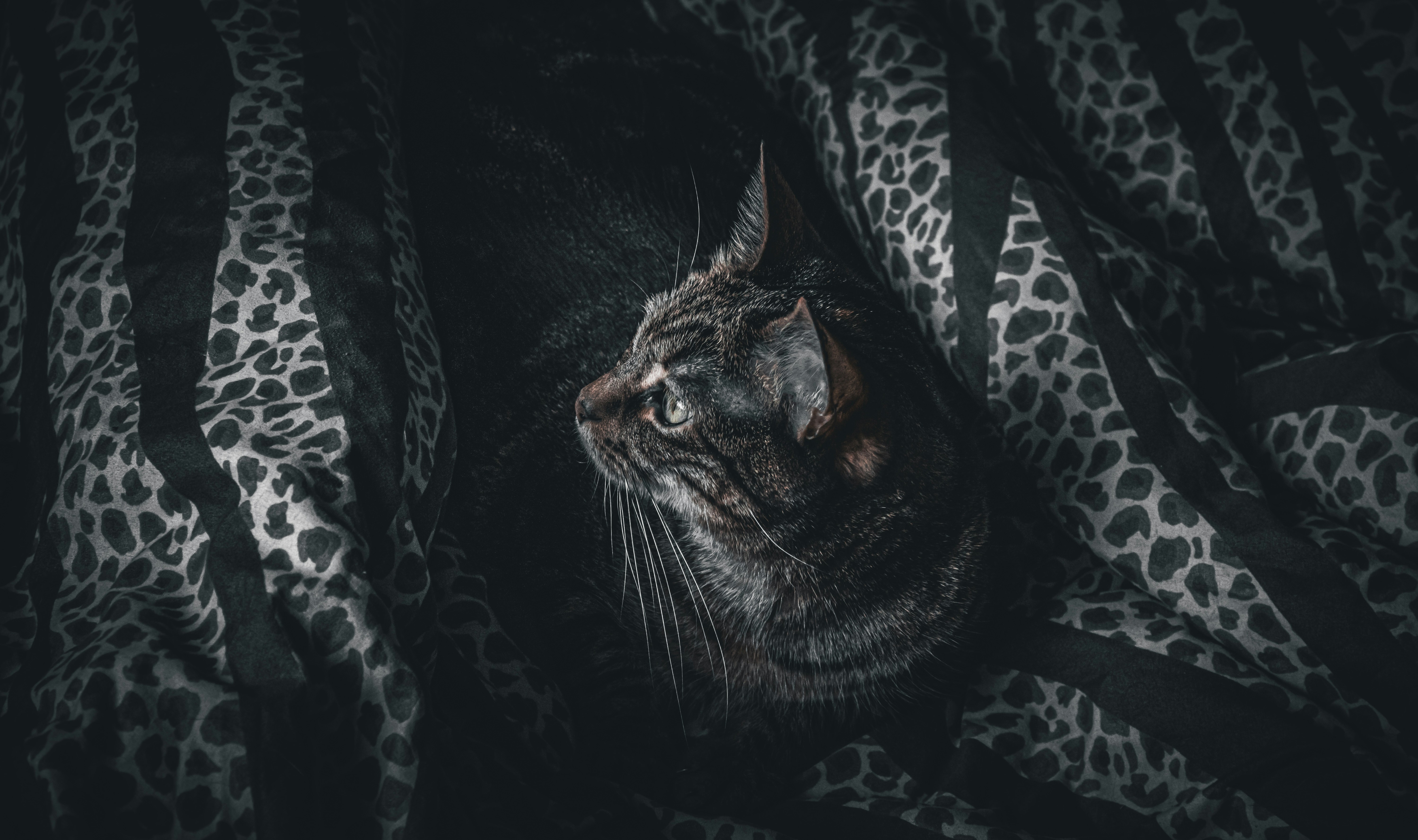 Portrait majestueux d'un chat Maine Coon montrant sa taille impressionnante et sa crinière caractéristique