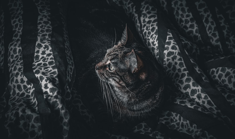 a cat is hiding in a leopard print blanket