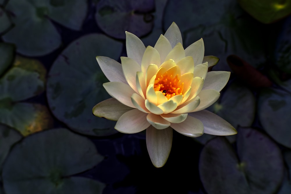 a yellow and white water lily in a pond