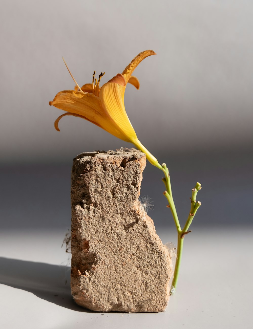 a yellow flower sitting on top of a rock