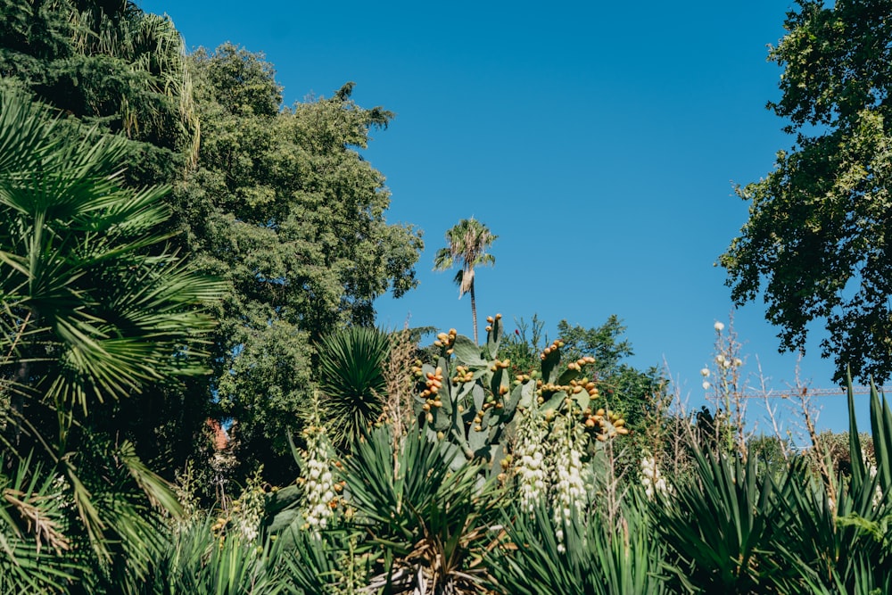 a blue sky and some trees and plants