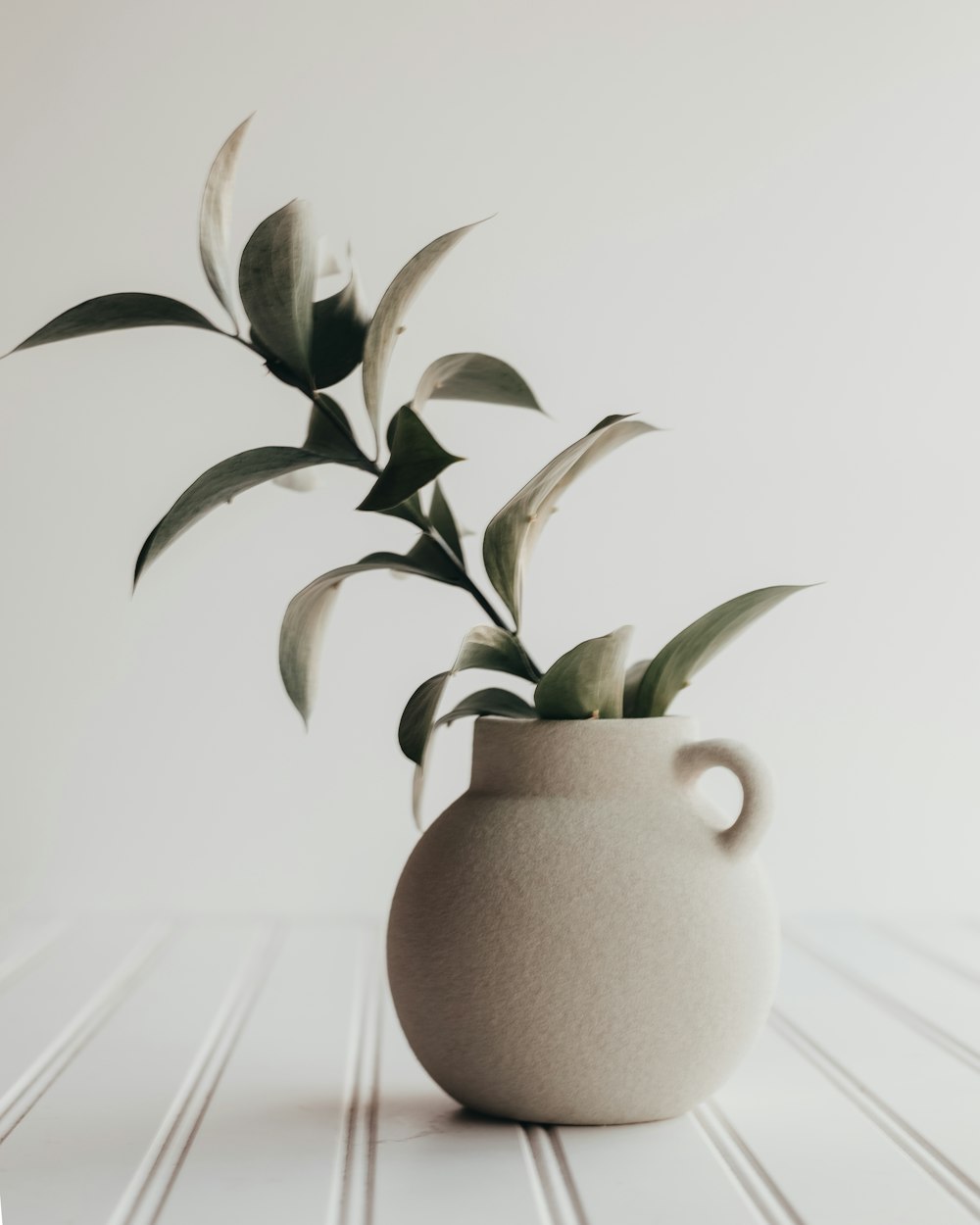 a white vase with a plant in it