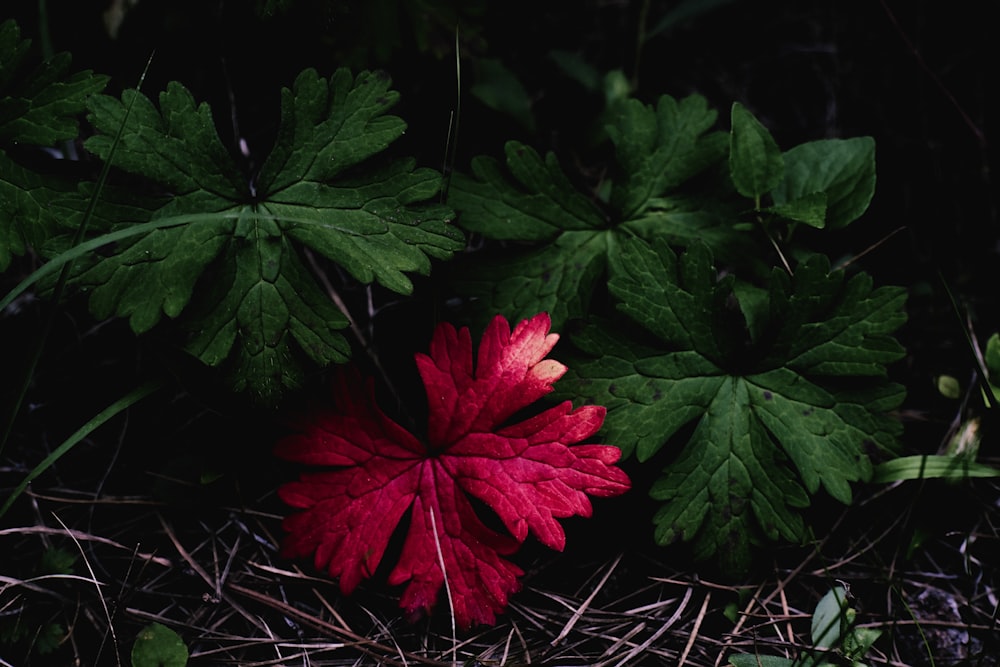 a red flower sitting on top of a lush green field