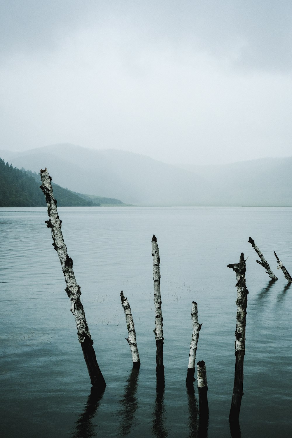 a group of trees that are in the water