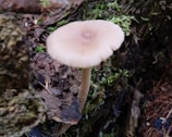 A single mushroom with a light brown cap and slender stem is growing from a forest floor. The ground is covered with decaying wood, leaves, and patches of green moss.