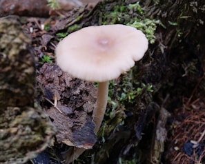 A single mushroom with a light brown cap and slender stem is growing from a forest floor. The ground is covered with decaying wood, leaves, and patches of green moss.