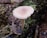 A single mushroom with a light brown cap and slender stem is growing from a forest floor. The ground is covered with decaying wood, leaves, and patches of green moss.