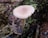 A single mushroom with a light brown cap and slender stem is growing from a forest floor. The ground is covered with decaying wood, leaves, and patches of green moss.