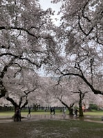 A wide shot of a park filled with blooming cherry trees and people strolling beneath the canopy.