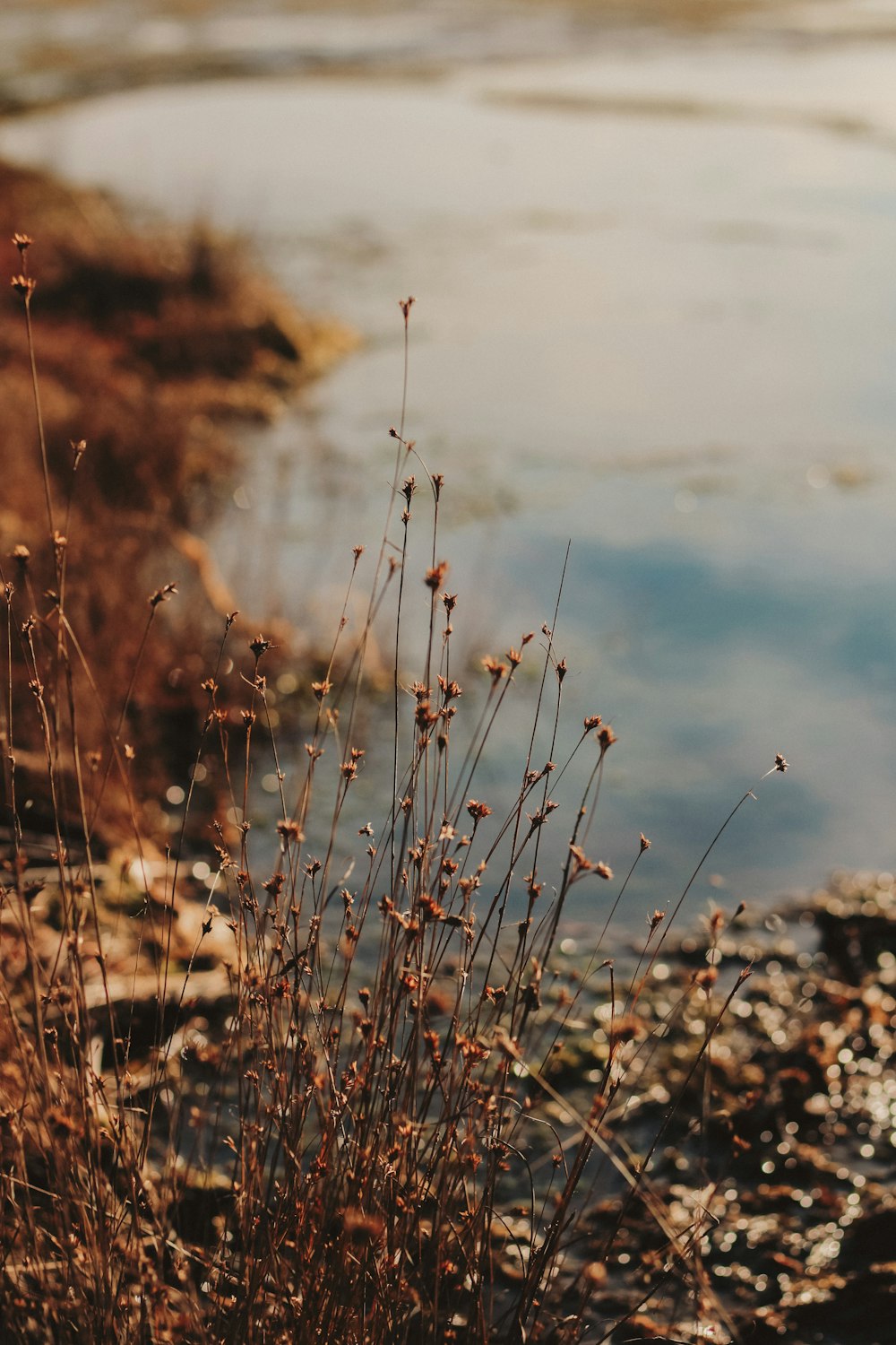 a close up of a plant near a body of water