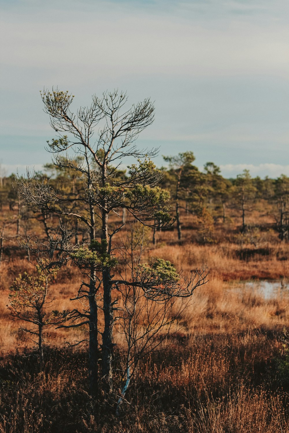 a lone tree in the middle of a field