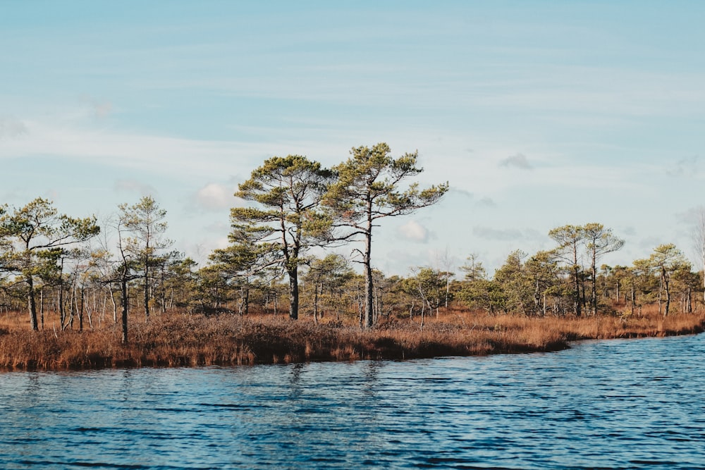 a body of water surrounded by trees and grass