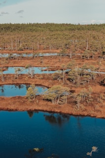 A serene landscape features a wetland area with multiple small, reflective ponds interspersed among patches of tall, brown grasses and sparse, short pine trees. In the distance, a dense forest stretches across the horizon under a light blue sky.