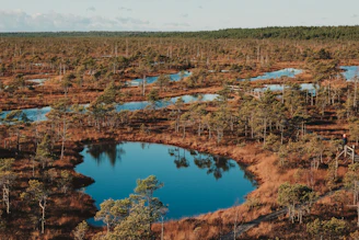 an aerial view of a swampy area with trees and water