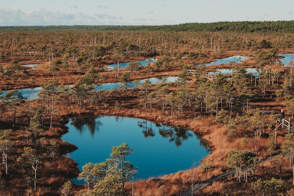 an aerial view of a swampy area with trees and water