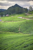A scenic view of lush tea plantations in Sri Lanka.
