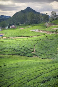 A scenic view of lush tea plantations with rolling hills in the background.