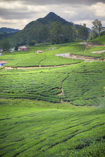 A scenic view of lush tea plantations with rolling hills in the background.