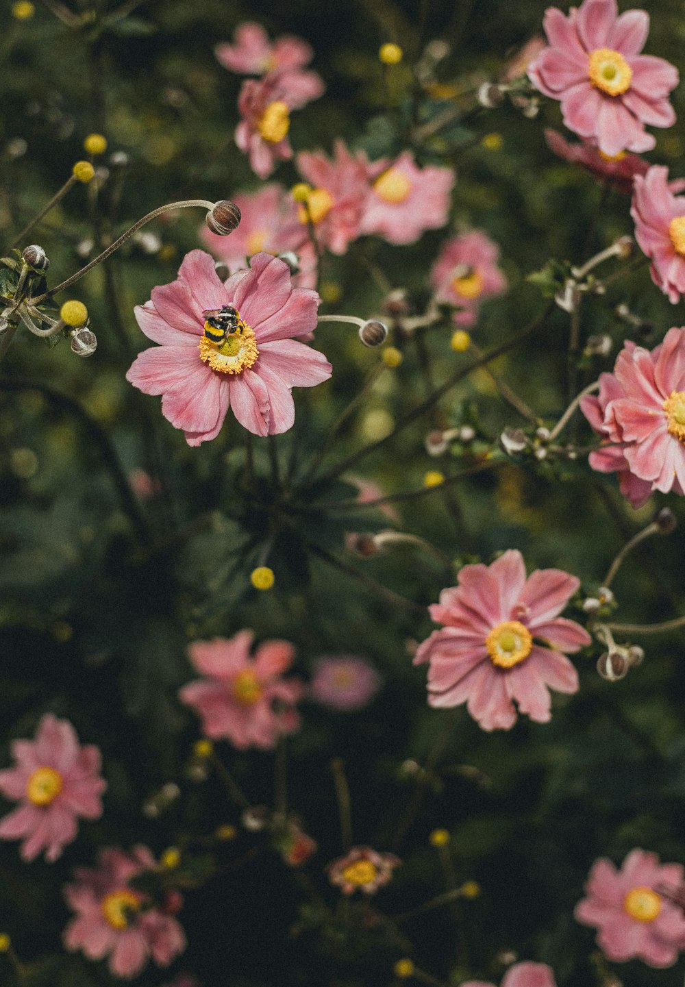 a bunch of pink flowers with yellow centers