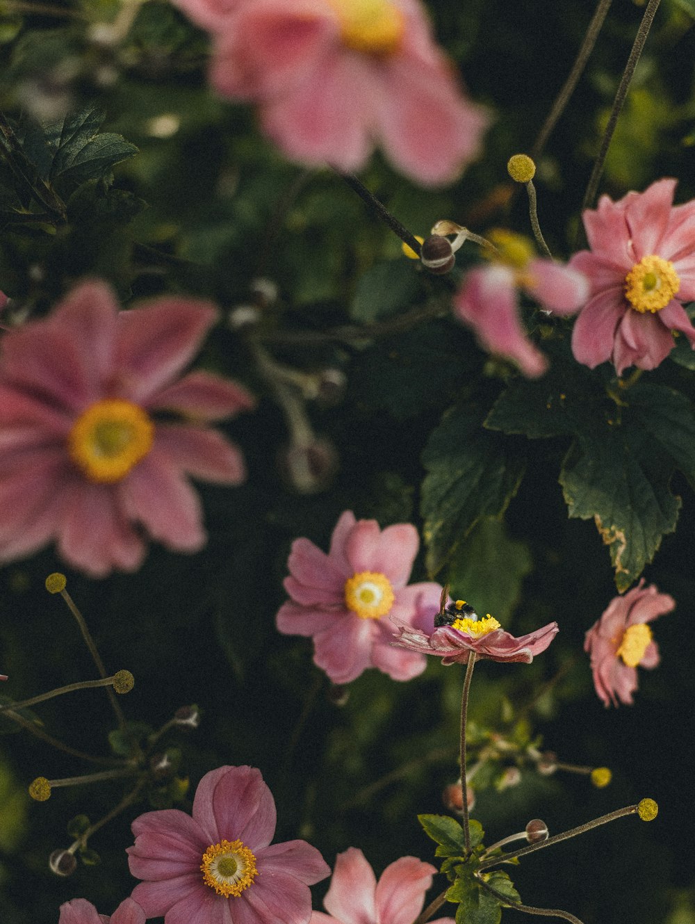 a bunch of pink flowers with green leaves