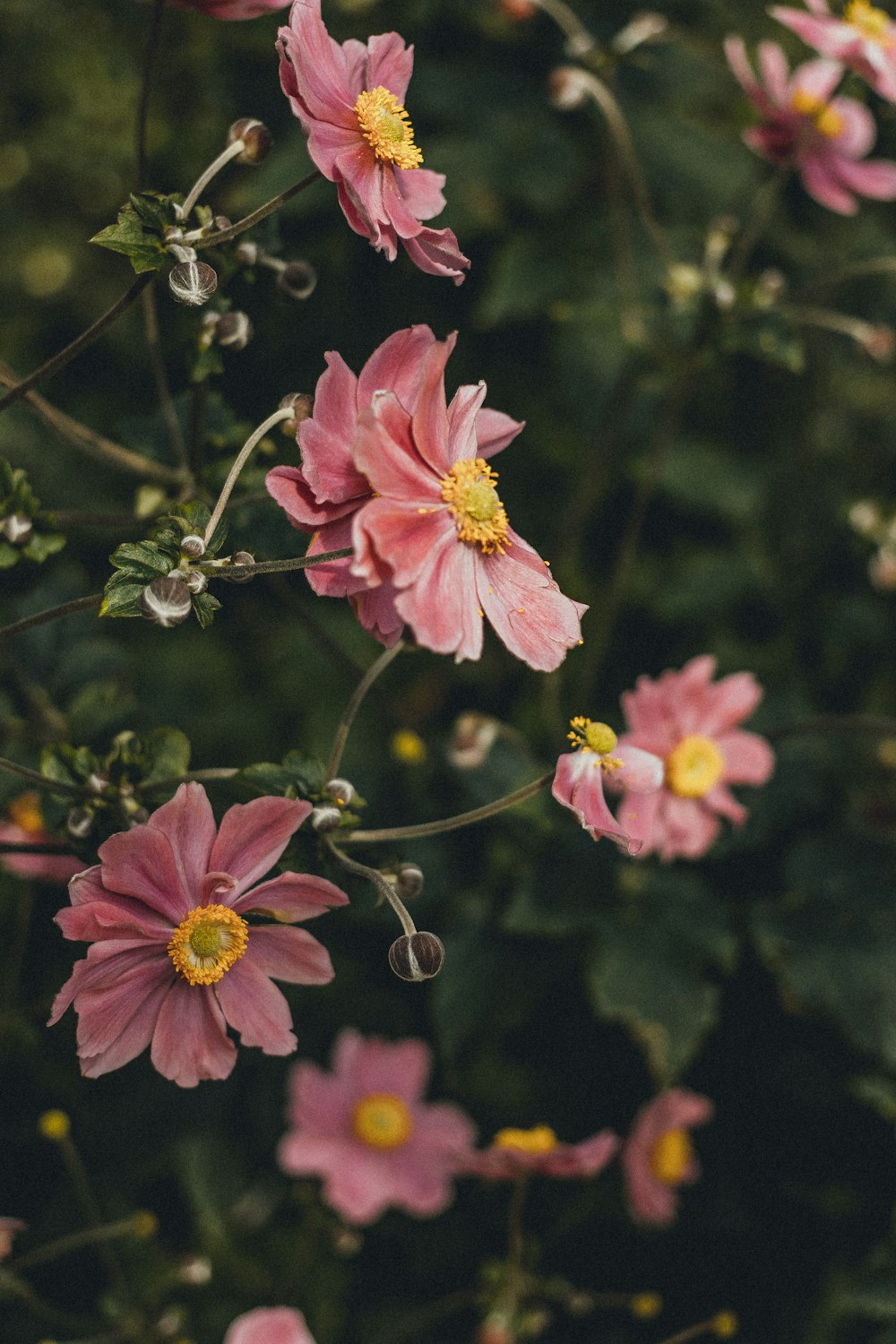 a bunch of pink flowers with yellow centers