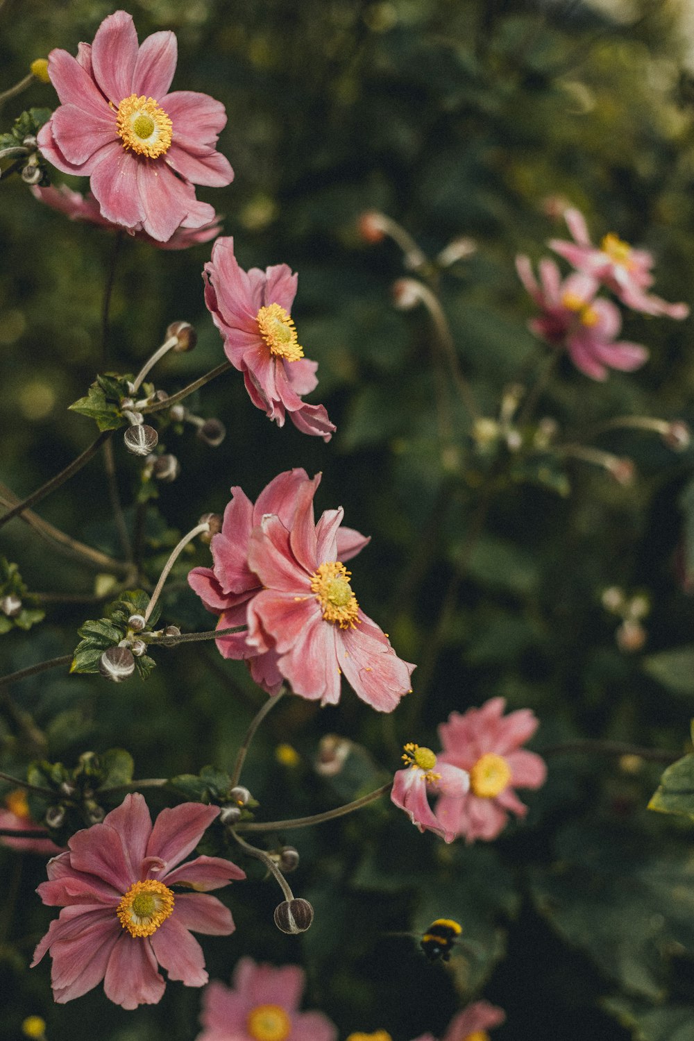 a bunch of pink flowers with yellow centers