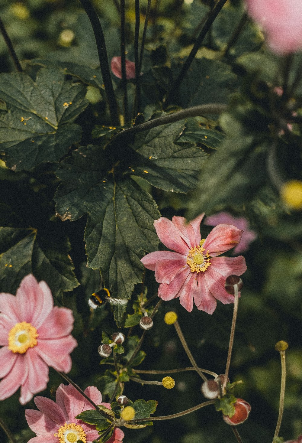 a bunch of pink flowers that are in the grass