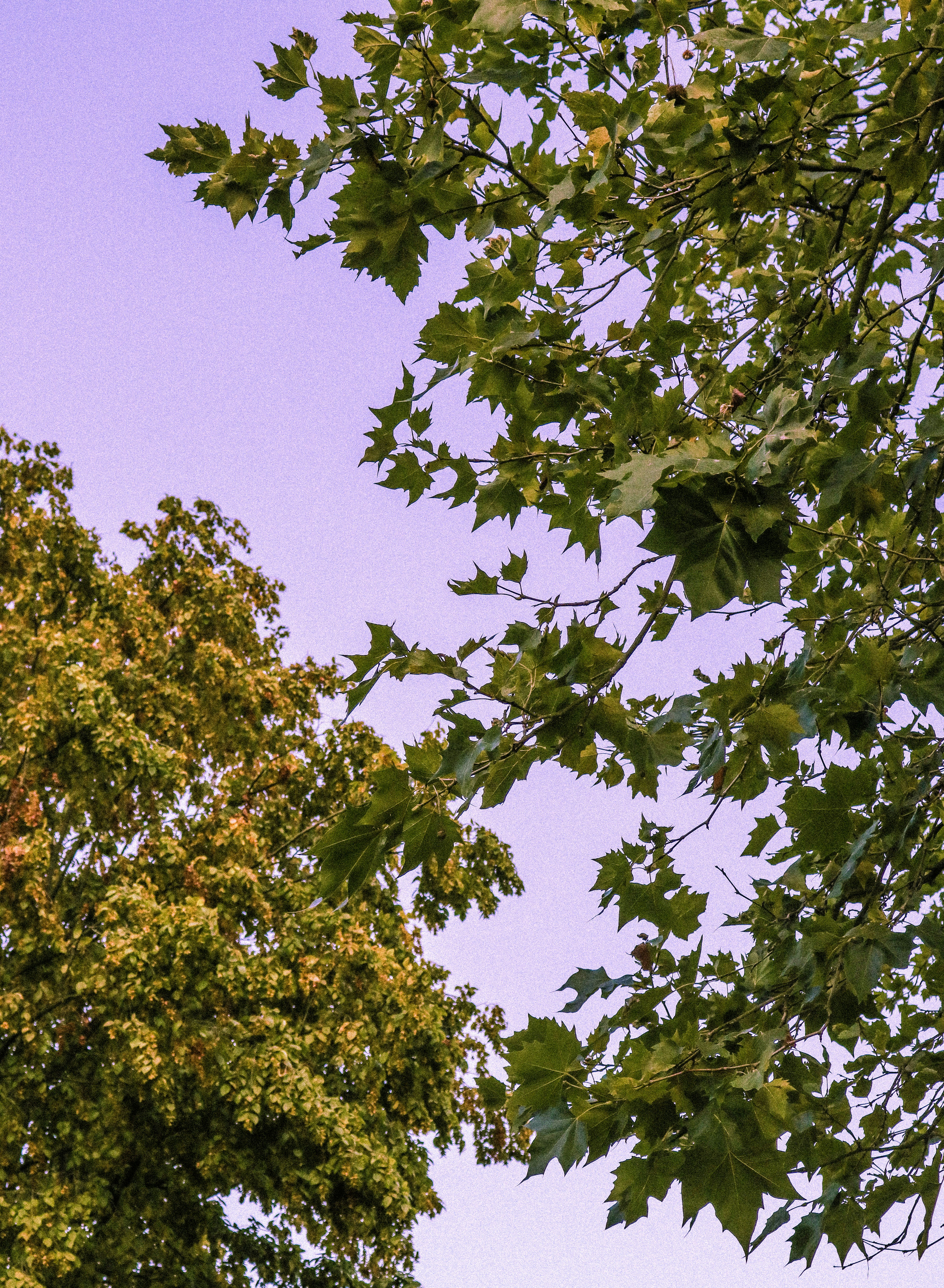 Photo by sorinbasangeac