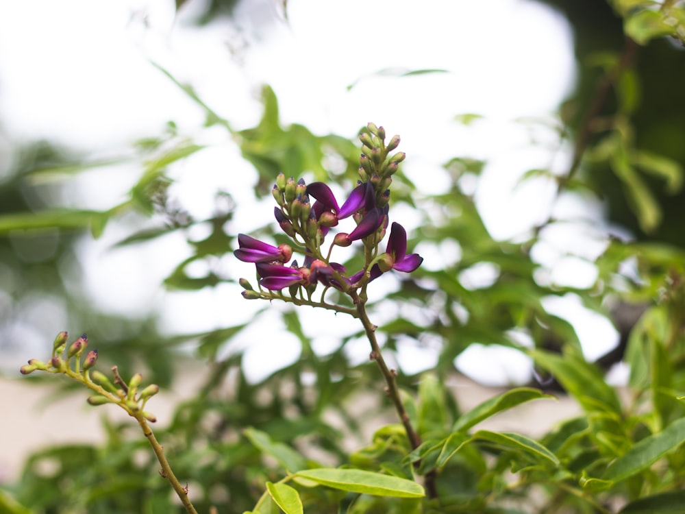 a close up of a purple flower with green leaves