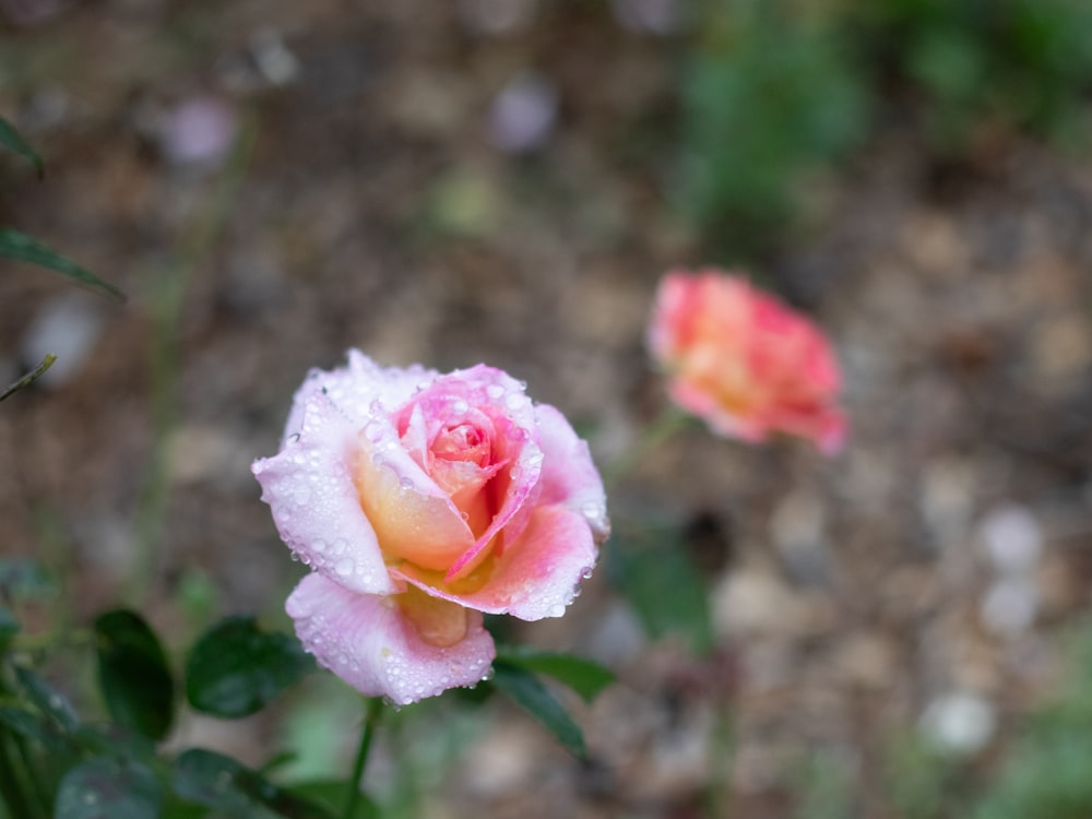 a pink and yellow rose with water droplets on it