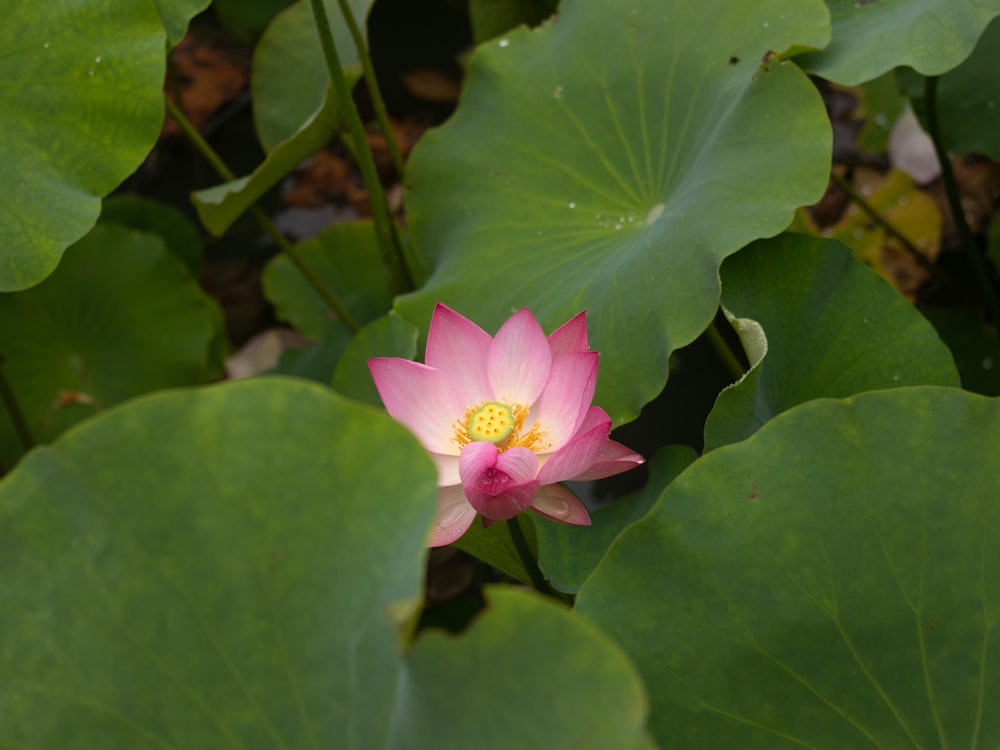 a pink lotus flower is blooming among green leaves