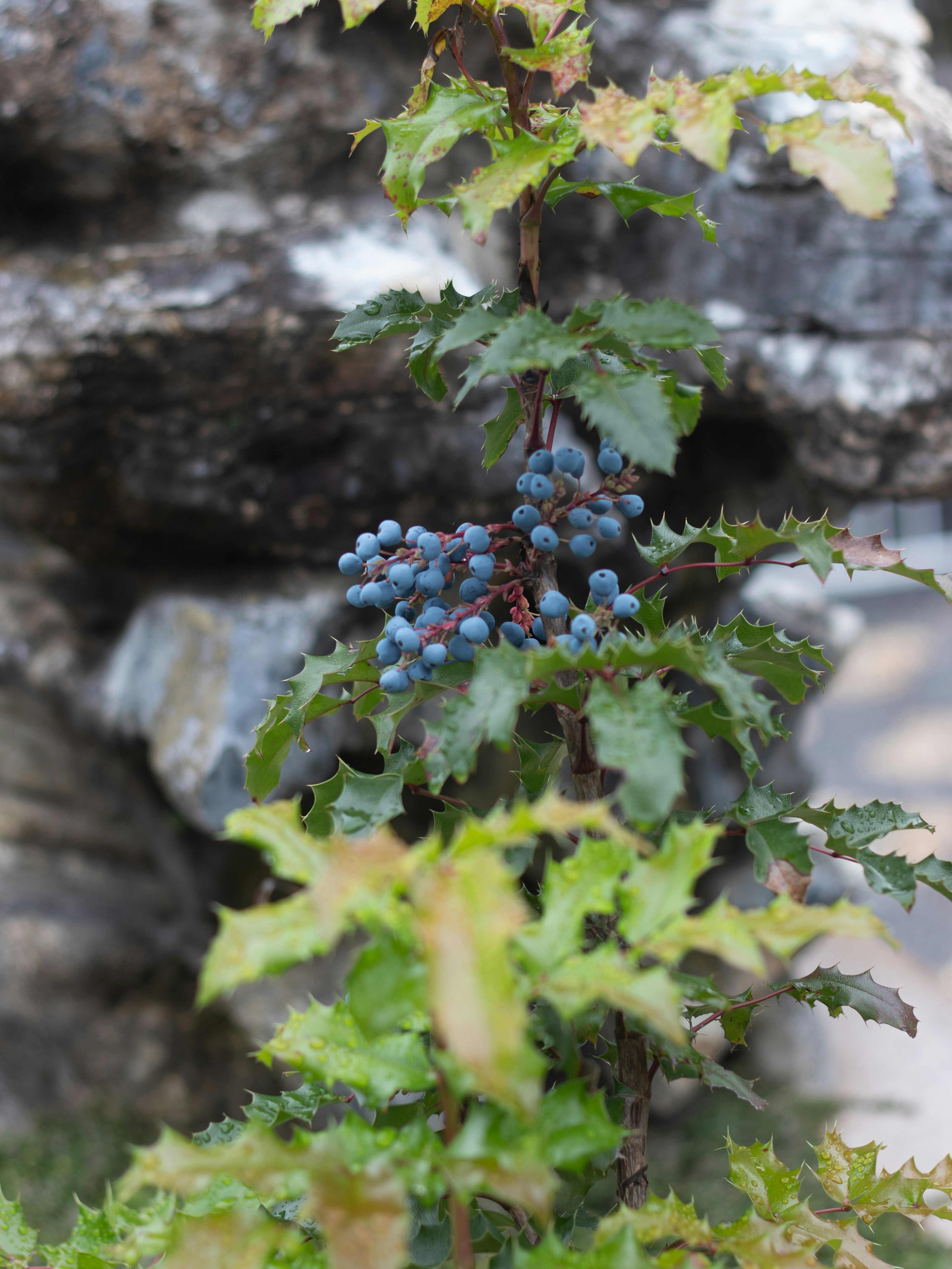 a bunch of blue grapes hanging from a vine