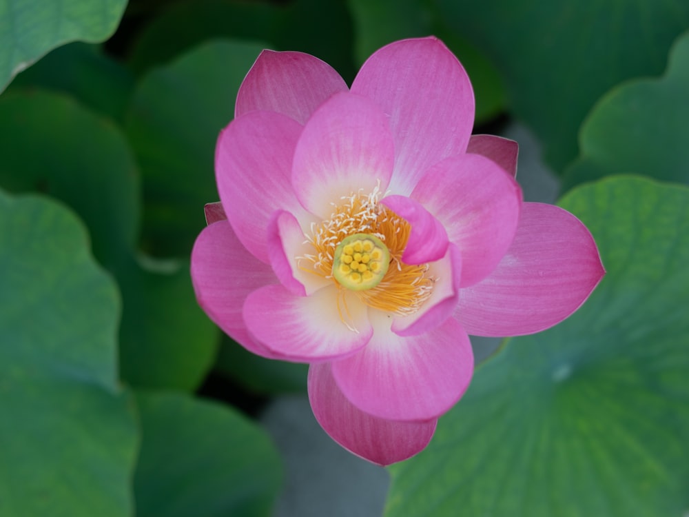 a pink flower with green leaves in the background