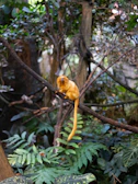 Close-up of the golden lion tamarin mascot glowing softly against a dark jungle backdrop.