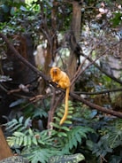 Close-up of a golden lion tamarin perched on a tree branch in dense forest