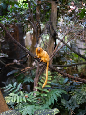 Close-up of the golden lion tamarin mascot glowing softly against a dark jungle backdrop.